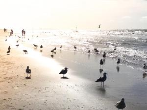 a group of birds standing on the beach at ZeeBedStay in Noordwijk aan Zee