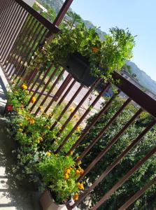a group of plants on a wooden fence at Guest House Pansion 10 in Cetinje