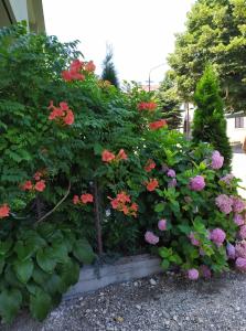 a garden with pink and purple flowers and bushes at Guest House Pansion 10 in Cetinje
