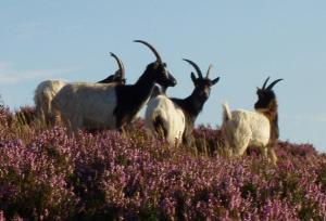 a group of goats standing on top of a hill at Ystumgwern Luxury Barn Conversions in Dyffryn