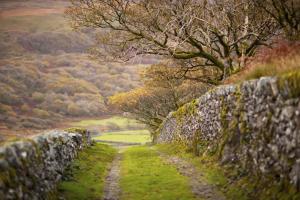 a stone wall next to a field and trees at Ystumgwern Luxury Barn Conversions in Dyffryn