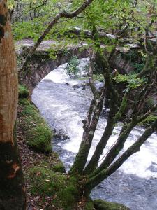 a bridge over a river in a forest at Ystumgwern Luxury Barn Conversions in Dyffryn