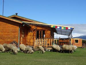 a herd of sheep grazing in front of a barn at Konkashken Lodge in Torres del Paine