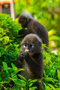 a monkey sitting in the bushes eating food at Berjaya Langkawi Resort in Pantai Kok
