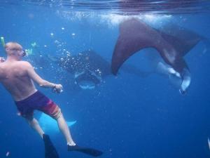 a man and a dolphin in the water at Mambetron Homestay, Kri Island, Raja Ampat in Pulau Mansuar