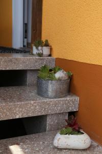 two potted plants sitting on a counter next to a wall at Ferienwohnung Memmel in Sulzfeld (im Grabfeld)