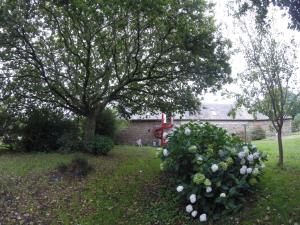 un cespuglio di fiori bianchi in un cortile con un albero di Halte nature à Briac Connemara a Bourbriac