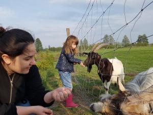 Zvieratá na farme alebo blízkom okolí