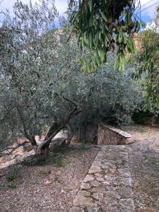 a tree in a field with a stone path at El Freginal in Tartareu