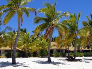 a group of palm trees on a sandy beach at Crown Beach Resort & Spa in Rarotonga