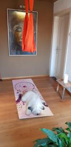 a white dog laying on a rug on a floor at Kleines Häuschen im Grünen in Monheim