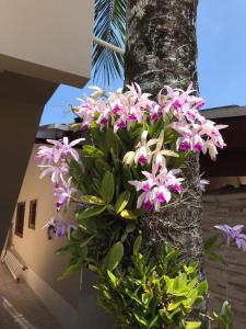 a bunch of pink flowers hanging from a tree at Recanto Lorenzi - Apartamentos in Ubatuba