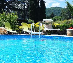 a dog is standing next to a swimming pool at La Bottega, holiday house in Pieve San Quirico