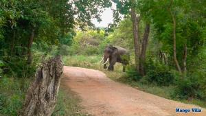 Altri animali domestici presso la stanza in casa privata o nei dintorni