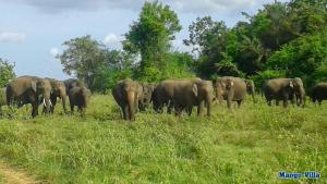 Altri animali domestici presso la stanza in casa privata o nei dintorni