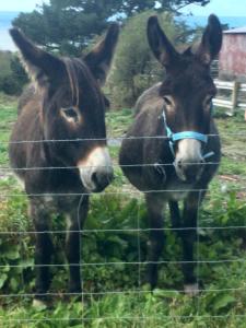 two horses standing next to a barbed wire fence at Pant Glas in Cardigan