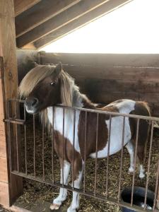 un poney brun et blanc debout dans une cage dans l'établissement Boeren Biezen Bed Landelijk, à Biezen