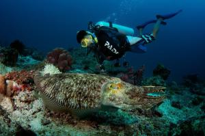 Hosté ubytování Borneo Divers Mabul Resort