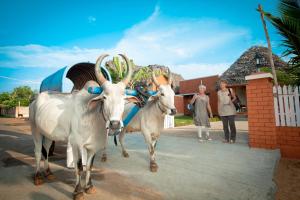 Gallery image of Chettinadu Court- HERITAGE VIEW in Kānādukāttān