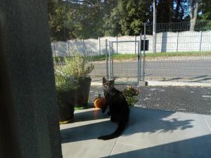 un gatto nero seduto su un cornicione con una zucca di Villa Centrum a Danzica