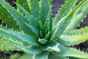 a close up of a plant with green leaves at B & B Raffaello in Terzigno