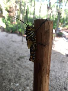 Foto sihtkohas Tulum asuva majutusasutuse Aldea Yuyu galeriist