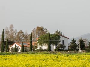 a white house and a field of yellow flowers at Podere684 in Grosseto