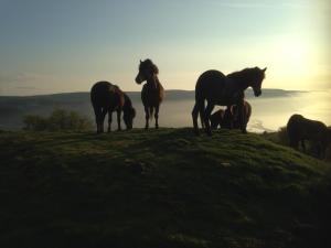 horses standing on top of a lush green hillside at Stones Hotel and Bar in Minehead