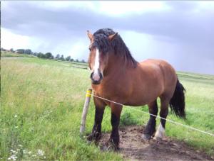 Zvieratá na farme alebo blízkom okolí