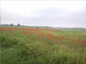 Príroda v okolí farmy