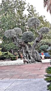 Fotografia z galérie ubytovania CASA CON ENCANTO Y JARDIN v destinácii Córdoba