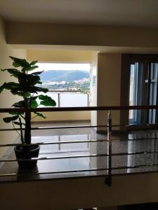 a plant in a pot on a balcony with a window at Apartments Stević - Monaco in Budva