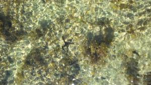 a close up of water with rocks in it at Bahari Pori Resort in Pangani