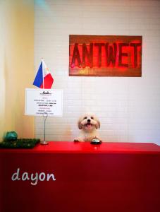 un perro sentado en la parte superior de un mostrador rojo en Antwet Backpacker's Inn & Rooftop Bar en Dumaguete