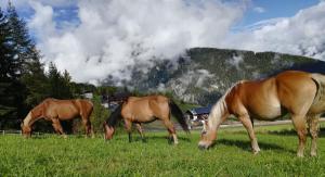three horses grazing in a field of grass at Sporthotel Kalcherhof in Racines
