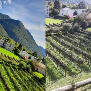 dos fotos de un viñedo con montañas en el fondo en GaLa Appartamento, en Bellinzona