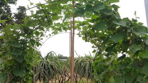 Zahrada ubytování Summer Stations Homestay Binh Chau - Ho Coc Beach - Vung Tau