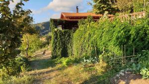 a house in a vineyard with a hedge at Alagonia Country Homes in Alagonía
