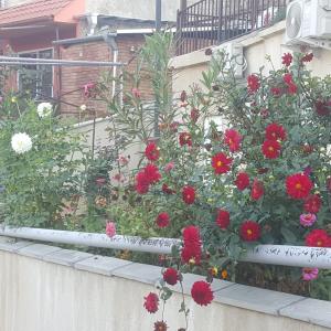 una scatola di fiori su un muro con fiori rossi di Apartment Panorama a Tbilisi City