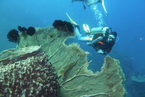 a person in the ocean looking at a coral reef at Villa Selina in Tejakula