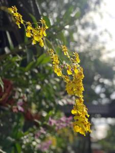 un ramo de flores amarillas en una planta en Thanh Thuy en Cu Chi