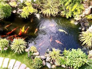 a pond with kites in a garden with plants at Riverside Impression Villa in Hoi An