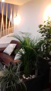 une chambre avec des plantes en pot et un canapé dans l'établissement Gite de la plage, à Mers-les-Bains