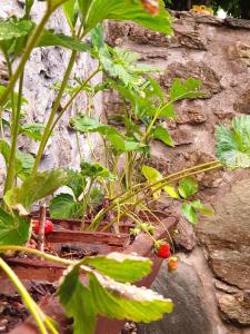 Fotografie z fotogalerie ubytování Alagonia Country Homes v destinaci Alagonía