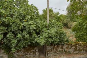 un manzano en la parte superior de una pared de piedra en A Cucada en Sabariz