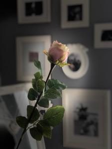 une rose rose rose dans un vase dans une pièce avec des photos dans l'établissement Casa Lalla, à Turin