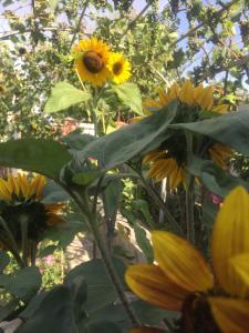 a group of sunflowers with a bee on them at Oasis in Aspindza