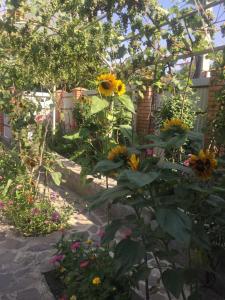 a garden with a bunch of sunflowers at Oasis in Aspindza