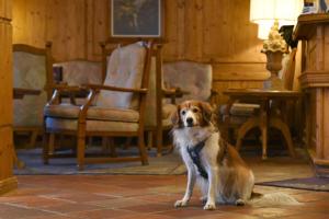 Domácí mazlíčci ubytovaní s hosty v ubytování Hotel Alpenroyal