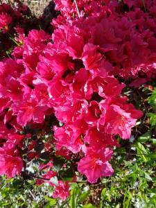 a bunch of pink flowers in the grass at Great Trethew Hotel - Self Catering Lodges - Bar & Restaurant in Liskeard +160 photos